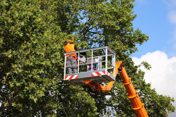 Best Commercial Tree Services  in Eden Isle, LA